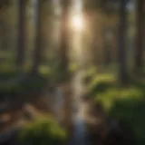 Enchanting Flagstaff Nature