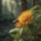 Floral Diversity and Bee Habitats