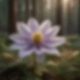 Floral Elegance Pasque Flower
