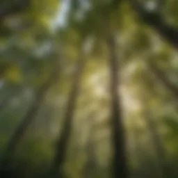 Lush forest canopy in America