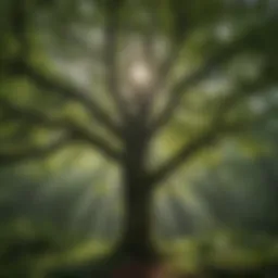 Lush Forest Canopy in Elkins, West Virginia