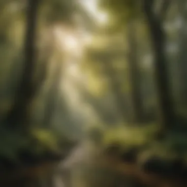 Beneath the Majestic Forest Canopy Majestic Forest Canopy