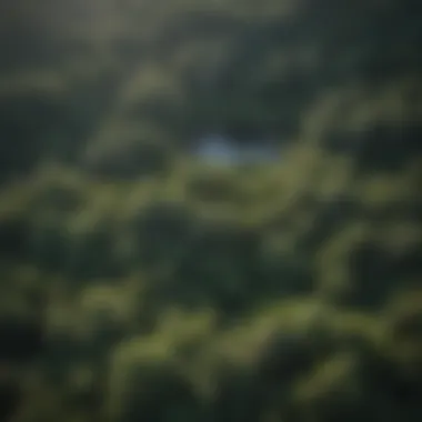 Forest Canopy View from Redfish Lodge