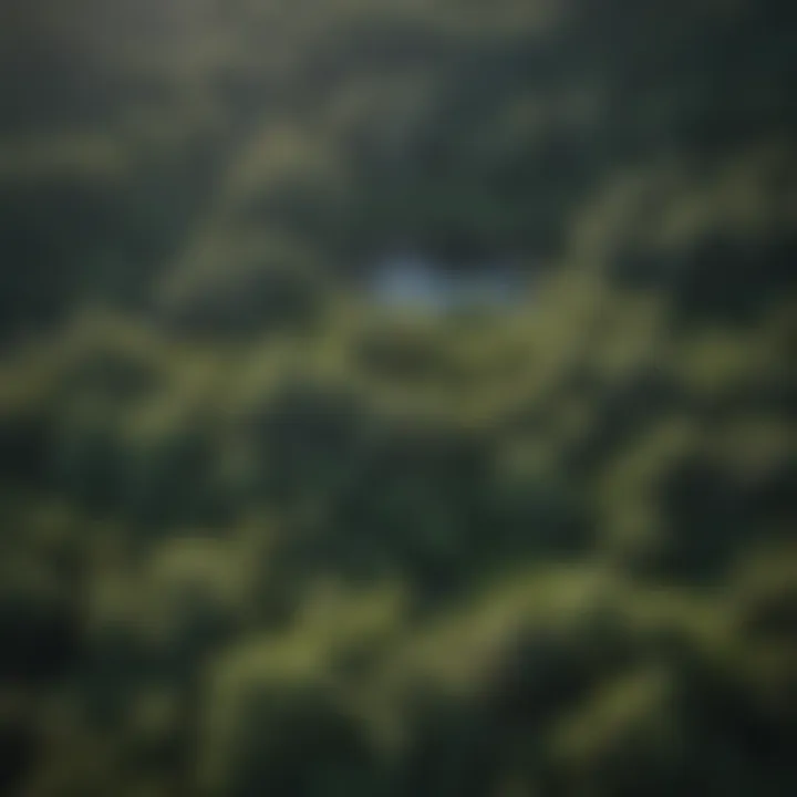 Forest Canopy View from Redfish Lodge