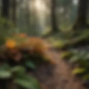 Forest Floor Discovery: Hidden Healing Herbs Forest Floor Discovery: Hidden Healing Herbs
