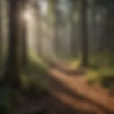 Forest Management Strategy