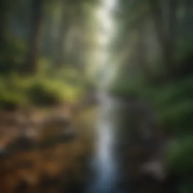 Tranquil Flow: Forest Stream Serenity Forest Stream Flowing Through Lush Greenery in America