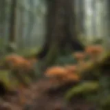 Diverse fungal species in a vibrant forest setting