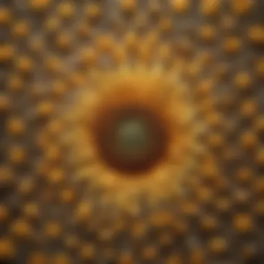 Geometric Patterns of Sunflower Seeds Sunflower seeds arranged in a mesmerizing geometric pattern