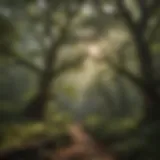 Majestic tree canopy in Georgia forest