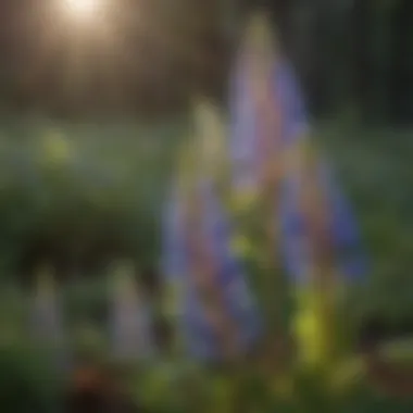 Nutrient Absorption in Lupine Plant Nutrient Uptake Mechanism in Lupine Plant