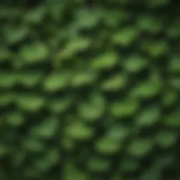 A detailed view of Ginkgo biloba leaves showcasing their unique fan shape