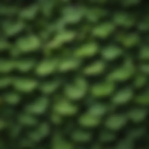 A detailed view of Ginkgo biloba leaves showcasing their unique fan shape