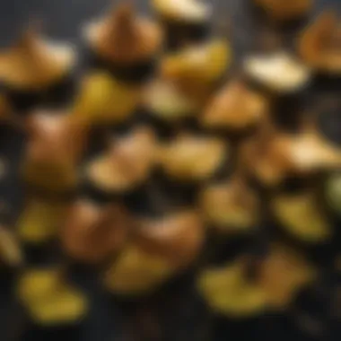 The Distinctive Seeds of Ginkgo Biloba A close-up of Ginkgo biloba seeds highlighting their distinctive appearance