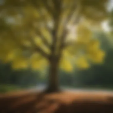 Ginkgo Biloba: A Stalwart of Natural Beauty An artistic representation of the Ginkgo biloba tree in a tranquil park setting