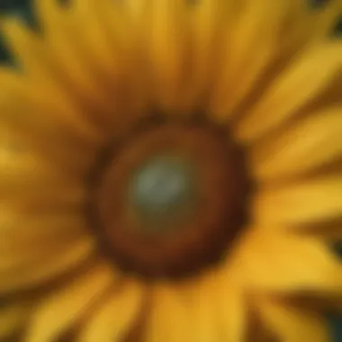 Radiant Sunflower Petals Close-up view of sunflower petals glistening under sunlight