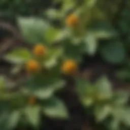Herbal Goldenseal Root Extract