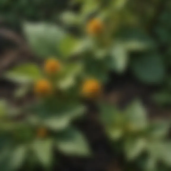 Herbal Goldenseal Root Extract