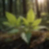 Goutweed Leaves in Sunlight