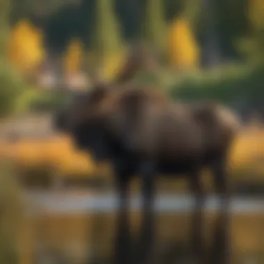 Graceful Bull Moose by the Lake Graceful Bull Moose by the Lake
