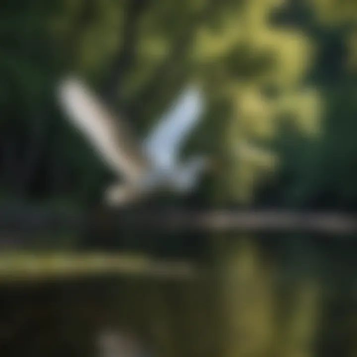 Graceful Egret in Flight over Chewalla Lake
