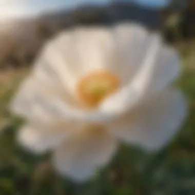 Matilija Poppy: Graceful Elegance in Full Bloom Graceful Matilija Poppy in Full Bloom