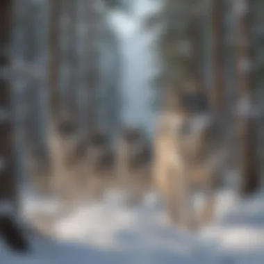 Grey wolf pack traversing snowy terrain