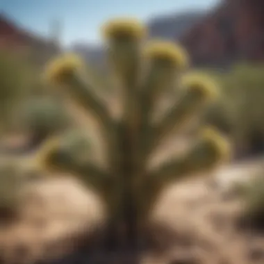 Prickly pear cactus growing in arid desert landscape