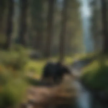 Exploring the Vital Habitat of Black Bears in Ouray Black Bear Habitat in Ouray's Wilderness