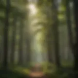 Harmonious Forest Canopy