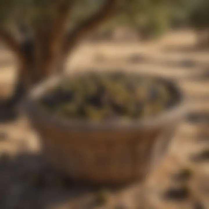 Harvested Olives in Rustic Basket Against Natural Background