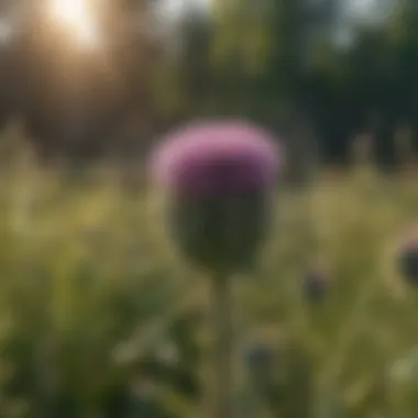 Herbicide Application for Thistles