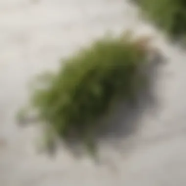 Fresh Thyme Sprigs on Marble Countertop Fresh thyme sprigs on a marble countertop