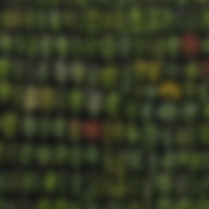 A collage of various helpful herbs found in American forests.