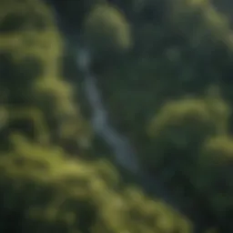 High definition lidar scan of a dense forest canopy