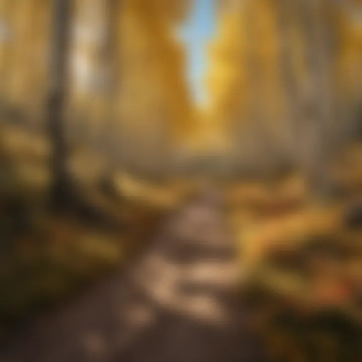 Autumn Adventure in Aspen Hiking Trail in Aspen during Fall