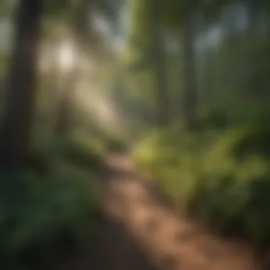 Hiking Trail in Beaver Creek Wilderness