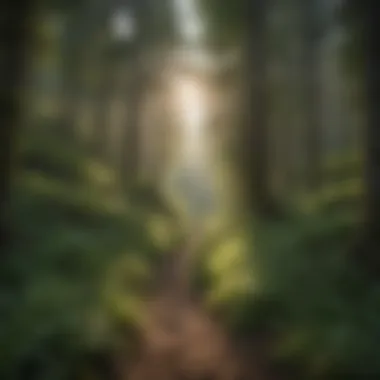 Immersive Wilderness: Hiking Trail Through Lush Forest Hiking trail through lush forest in the park