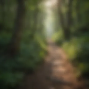 Hiking Trail Through Lush Greenery