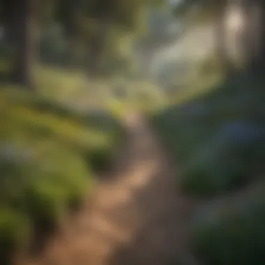 Hiking Trail through Wildflowers