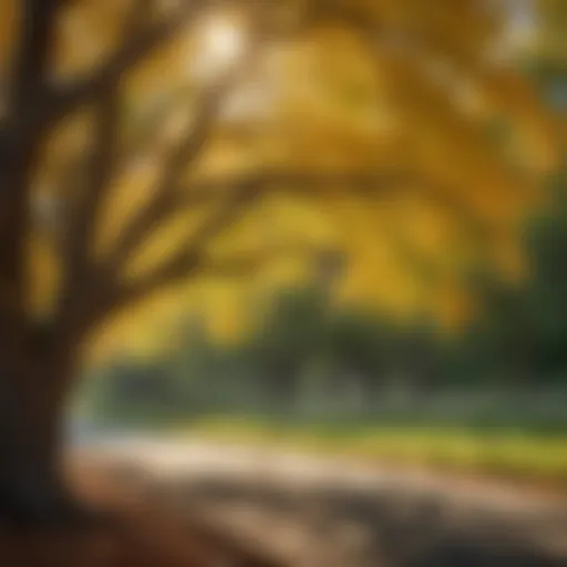 Sunlit honey locust tree leaves in Utah landscape