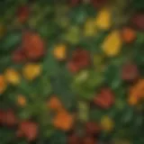 An array of diverse leaf shapes showcasing different tree species.