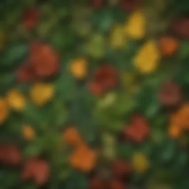 An array of diverse leaf shapes showcasing different tree species.