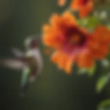 Hummingbird Enjoying Nectar Close-up of a hummingbird drinking nectar from a feeder