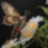 Moth sipping nectar from a flower