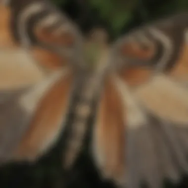 Close-up of moth wings showcasing intricate patterns