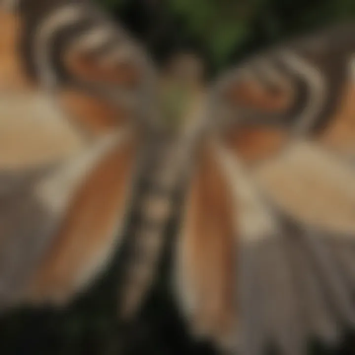 Close-up of moth wings showcasing intricate patterns