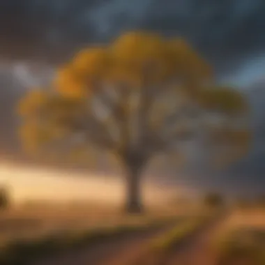 Iconic Cottonwood tree against a vibrant Kansas sky