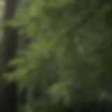 Detailed close-up of hemlock tree needles