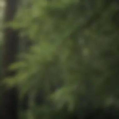 Close-Up of Hemlock Tree Needles Detailed close-up of hemlock tree needles